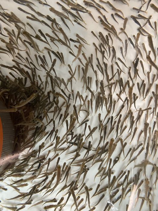 Продається мальок райдужної форелі форель зарибок