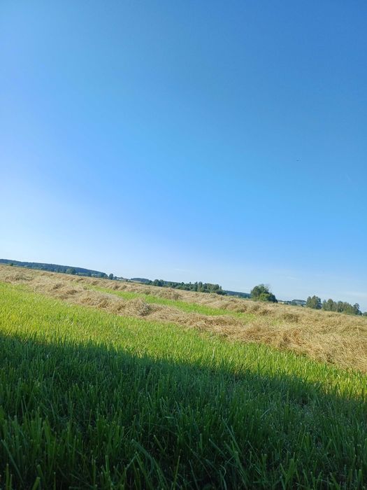 Siano 130 bela bardzo ladne