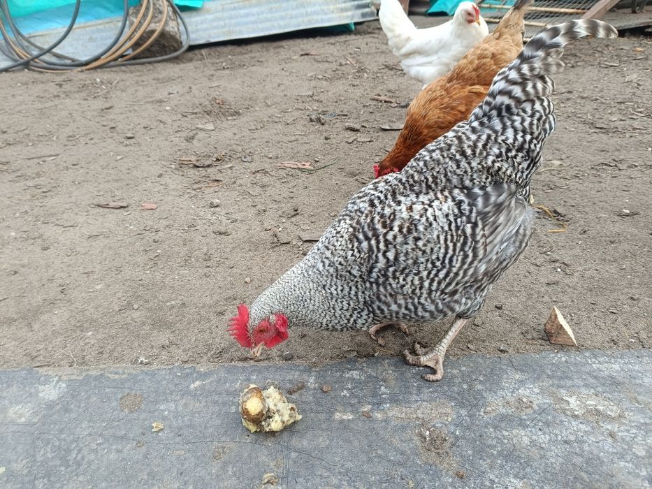 Młode koguty z 2025