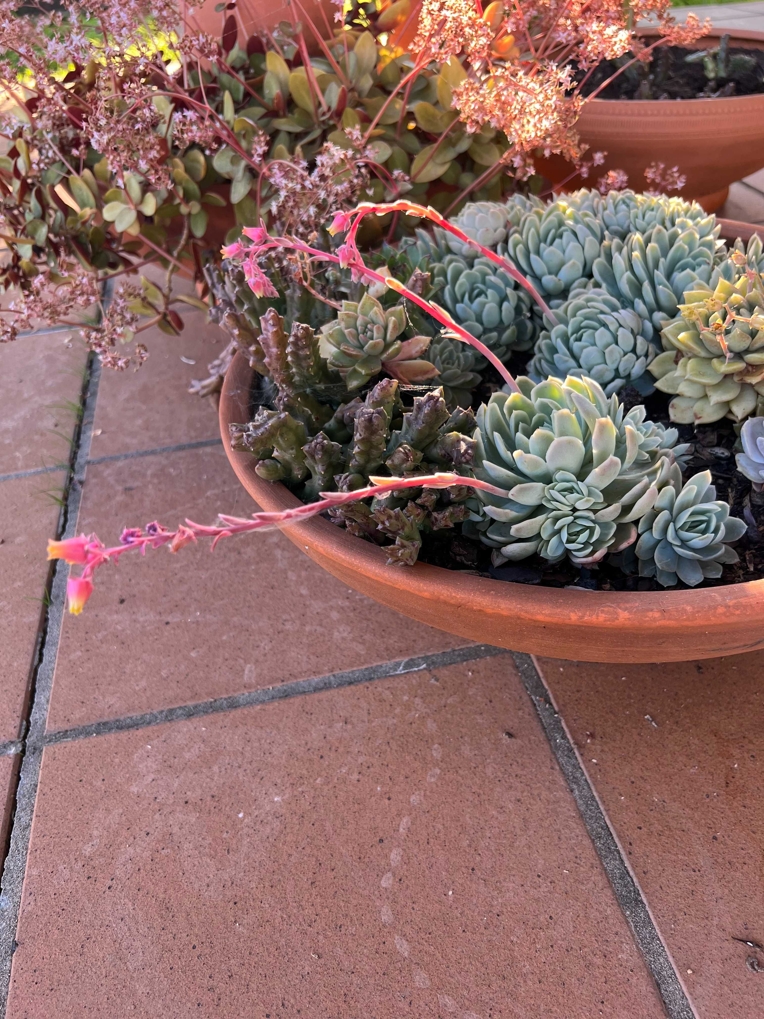 Suculenta Echeveria Elegans