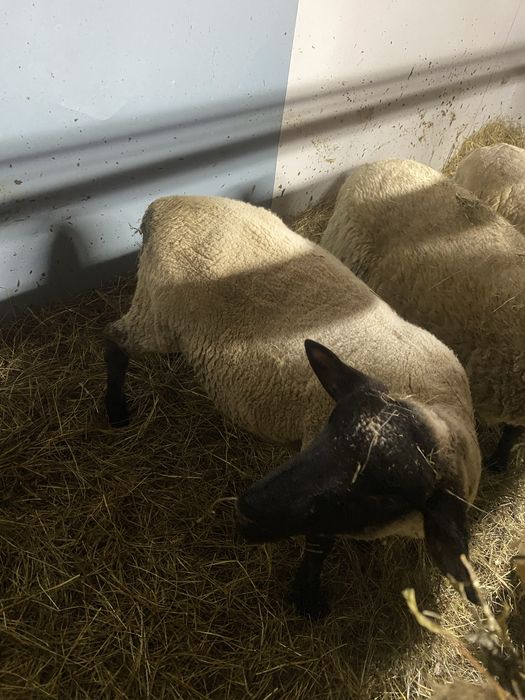 Sorzedam barana czarnoglowke