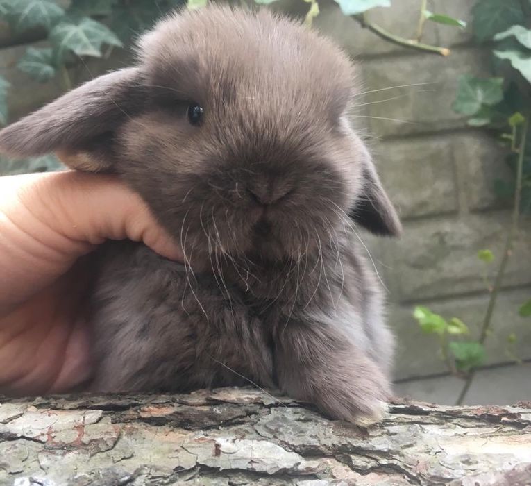 Mini lop do odbioru od ręki dowóz do większych miast Mini lopy