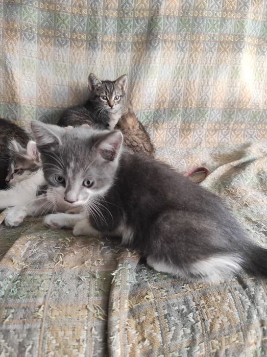 Котятки 7 недель