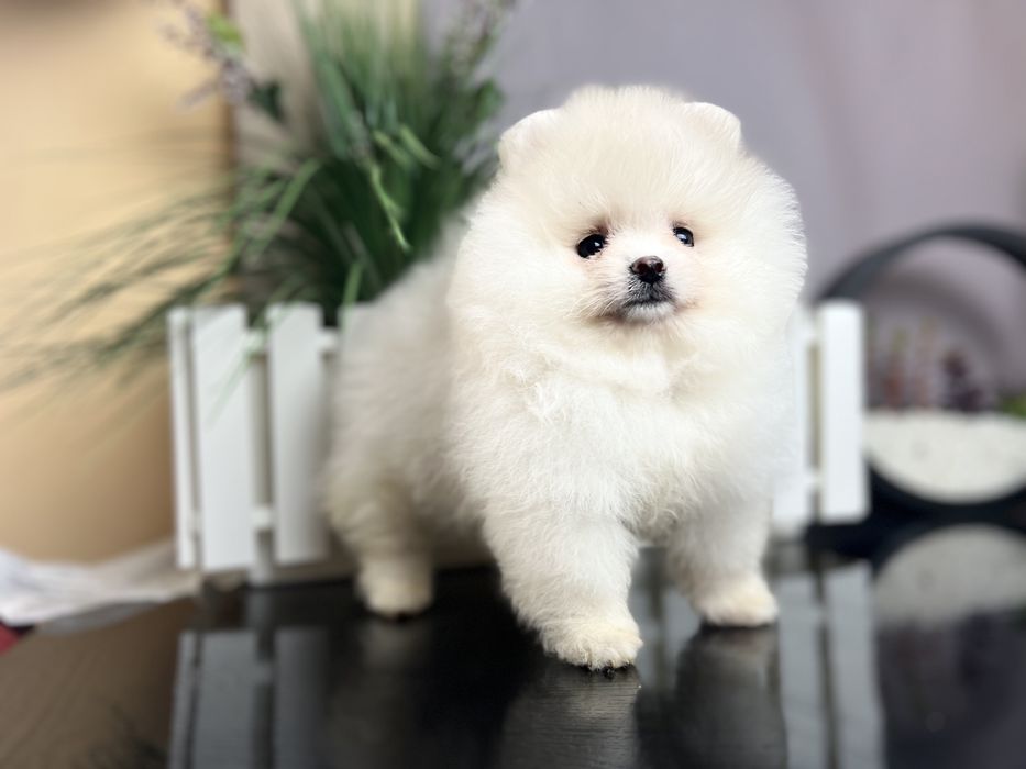 Дівчата помераньського шпиця