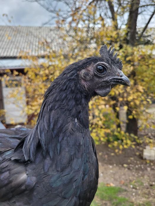 Kogut ayam cemani