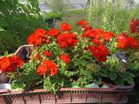 Pelargonia na balkon i do ogrodu