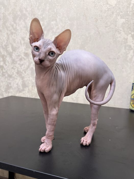 Сфінкс резинка сфинкс