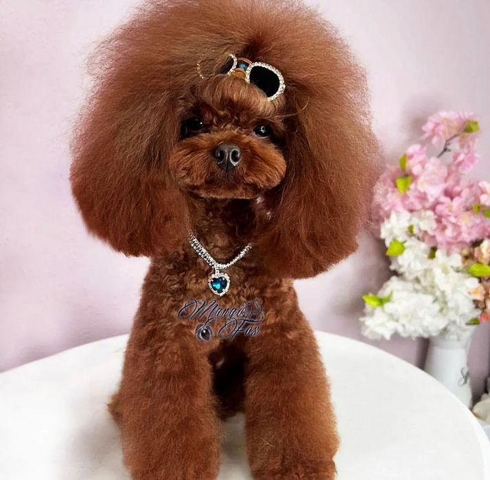 Вязка. Общительный и милый той пудель ищет невесту