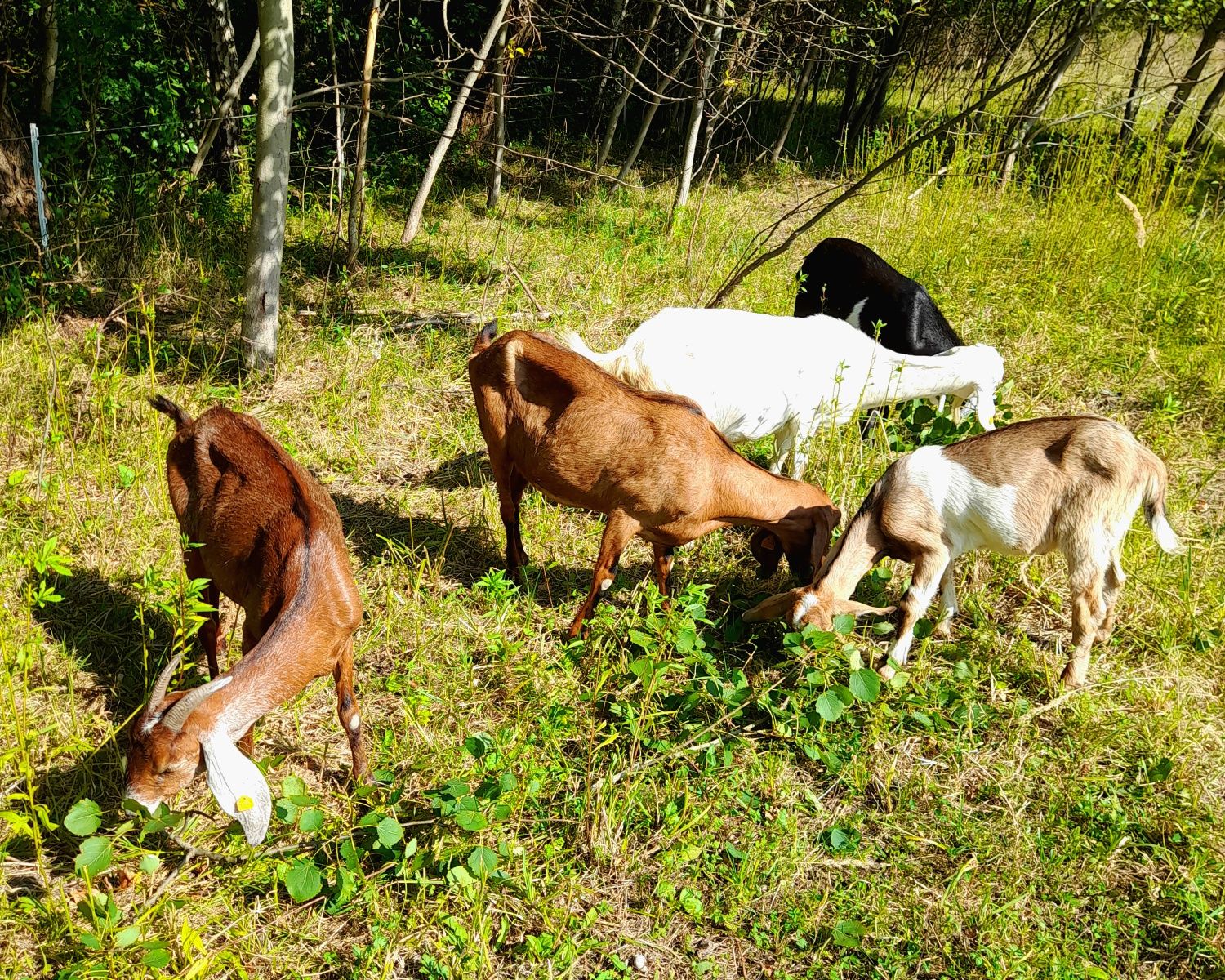 Kozy i koziolki anglonubijskie