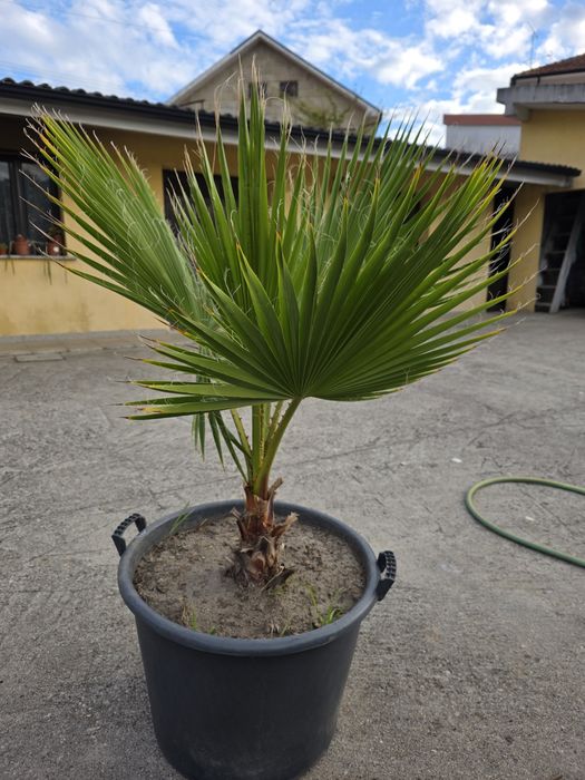 Palmeira pronta a plantar