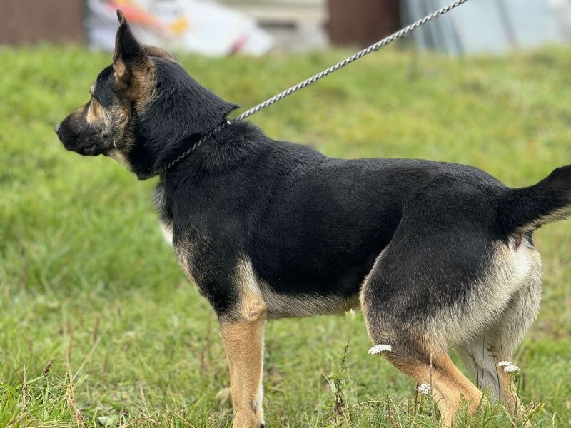 Barter do adopcji!
