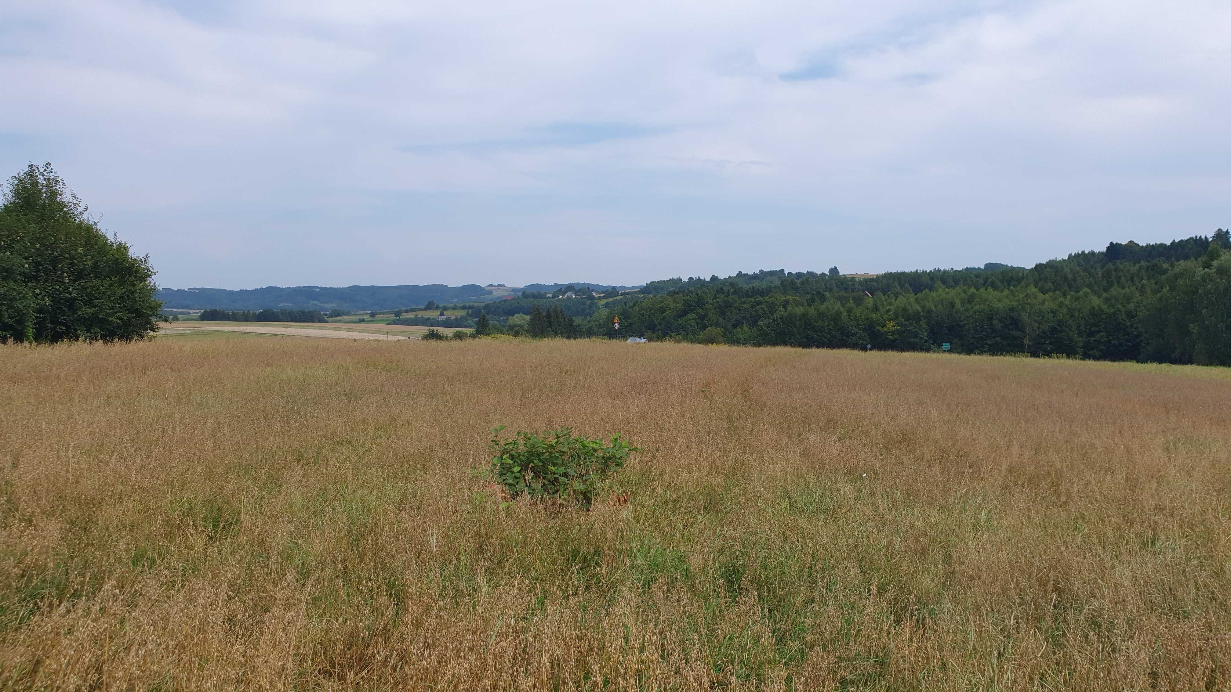 Duża piękna działka 1,11 ha Niewodna  OKAZJA OBNIŻKA CENY !!