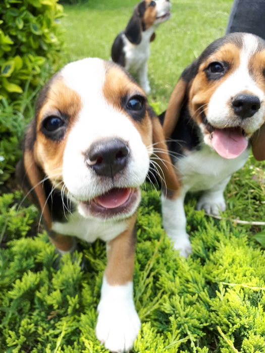 Szczeniak Beagle tricolor