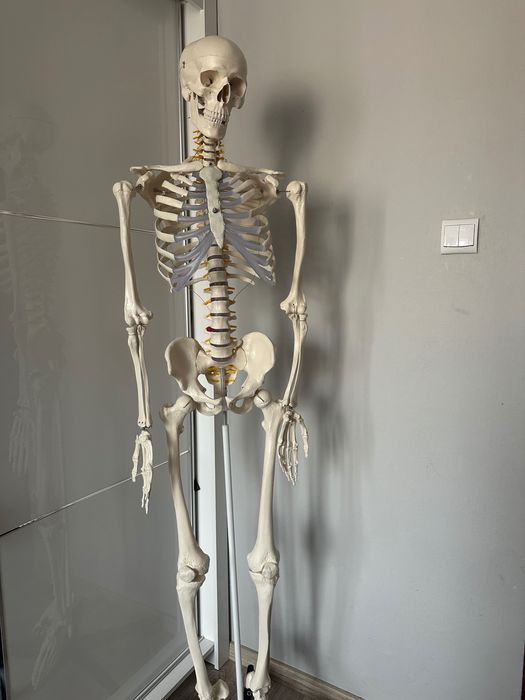 Model anatomiczny szkielet