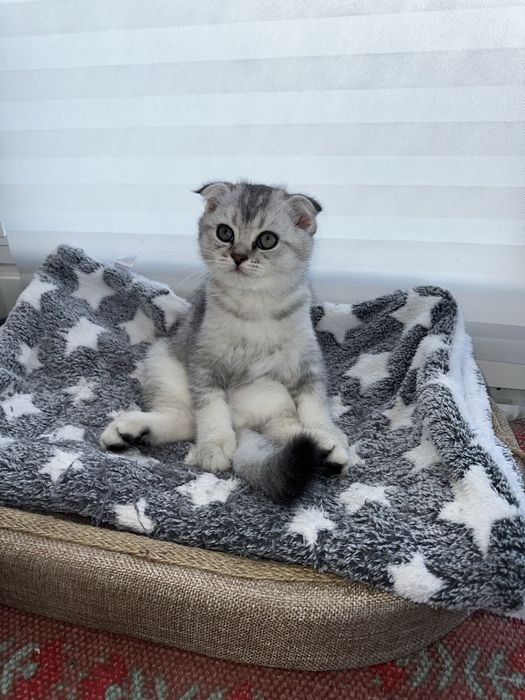 Scottish fold silver chinchila