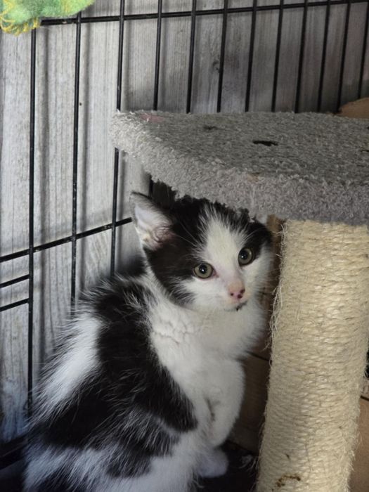 Kociaczki do adopcji od zaraz