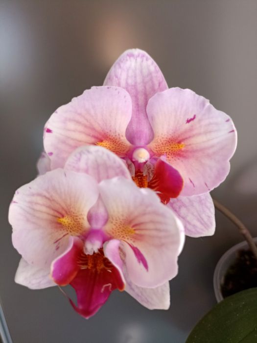 Орхідея орхидея метелик