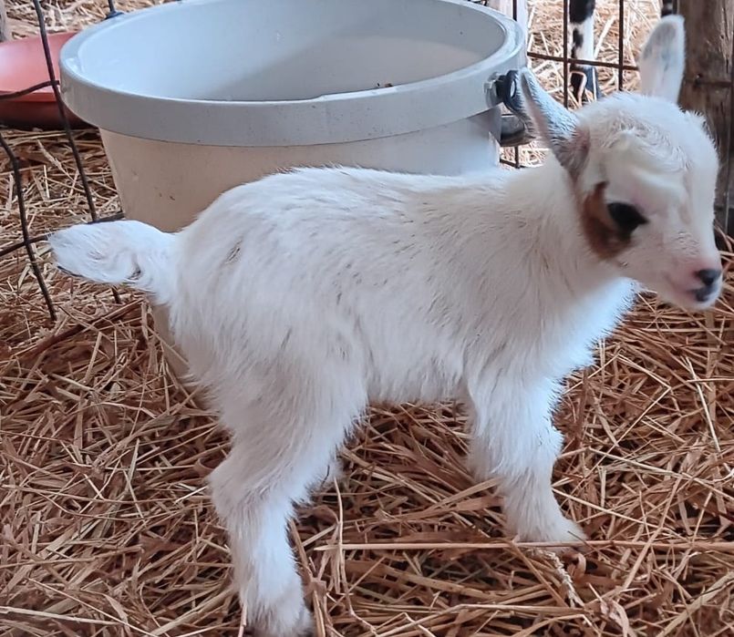 Cabras Micro Anãs - Mini Cabras (30 a 45cm) - Disponíveis