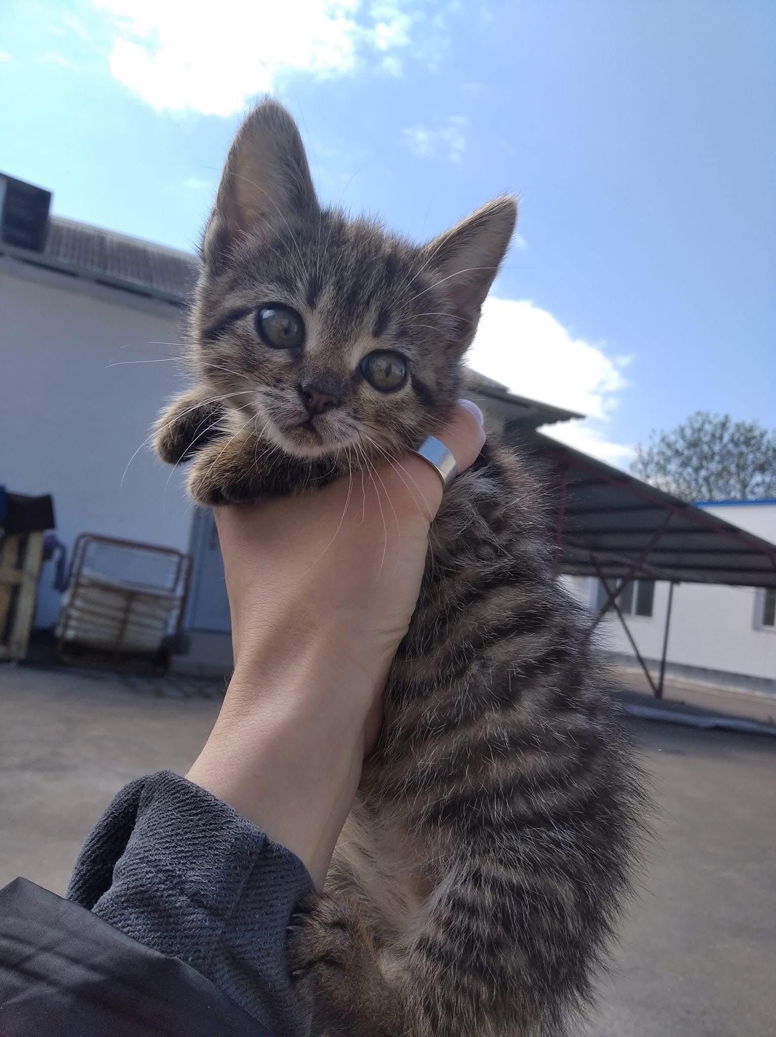 Очень много котят бесплатно котята котенок