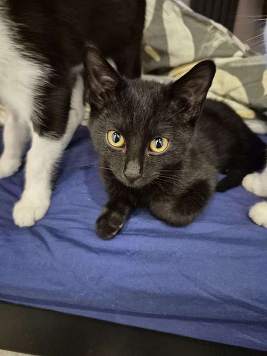 Kocurek do adopcji