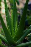 Aloe Vera em vaso