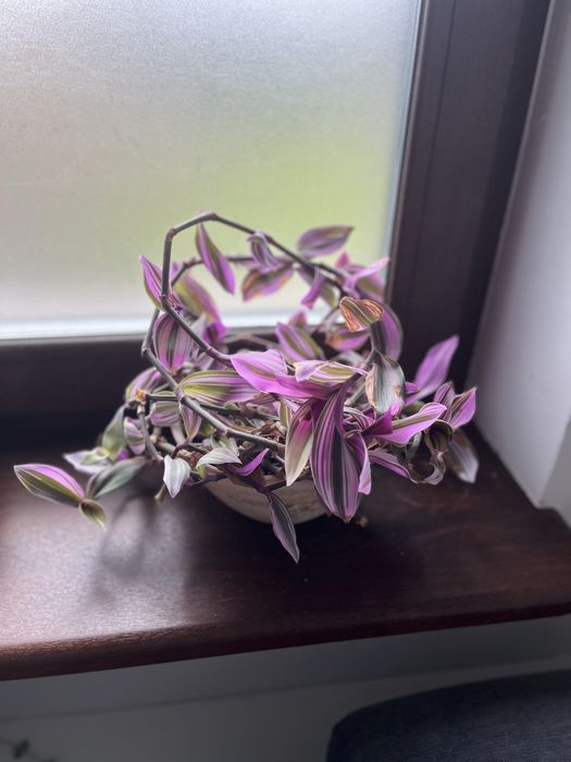 Zamieniam roślinki na koty ;) tricolora