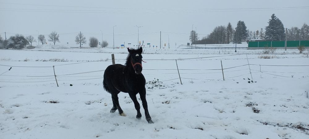 Żrebica zimnokrwista