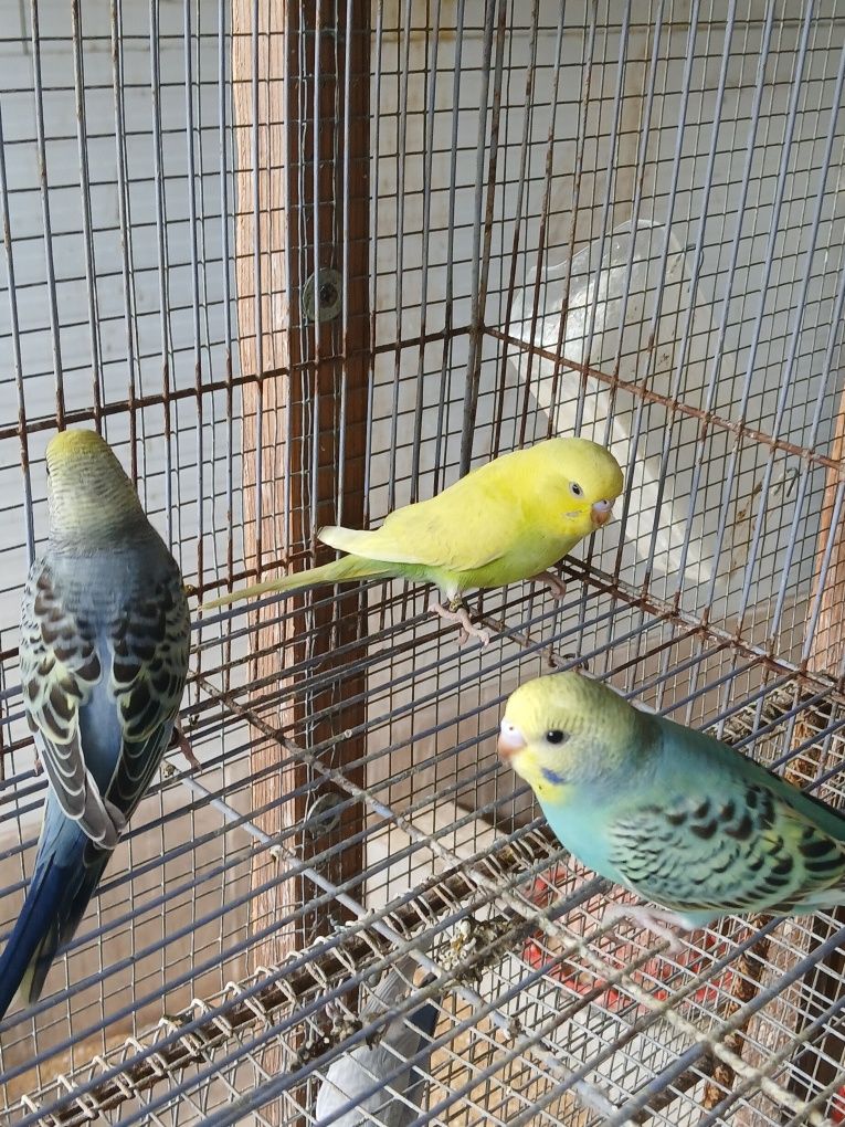 Lote de piriquitos