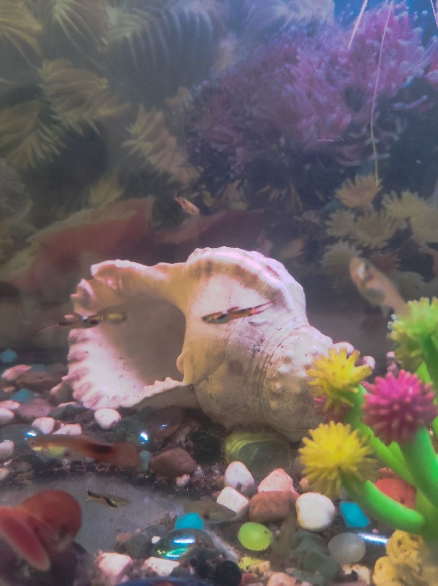 Guppys endler juvenis, machos e fêmea.