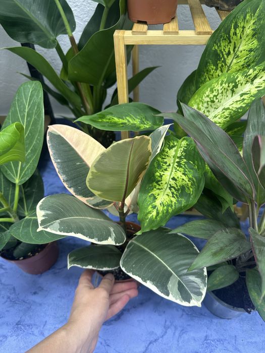 Кімнатні квіти Рослини