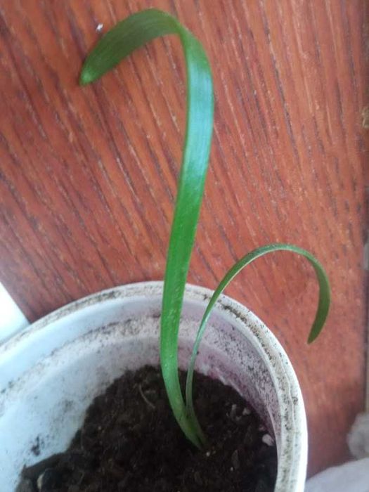 Детки гиппеаструма(перекрестное опыление)