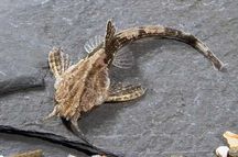 Drewniak (Bunocephalus amaurus) WYSYŁKA AKWAWIN