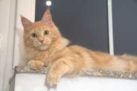 Maine coon koteczka Joelyn