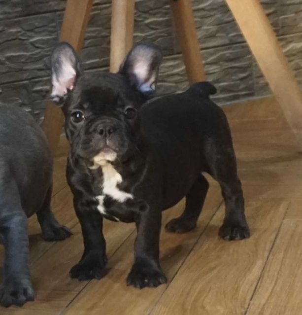 Buldog francuski cudny szczeniak
