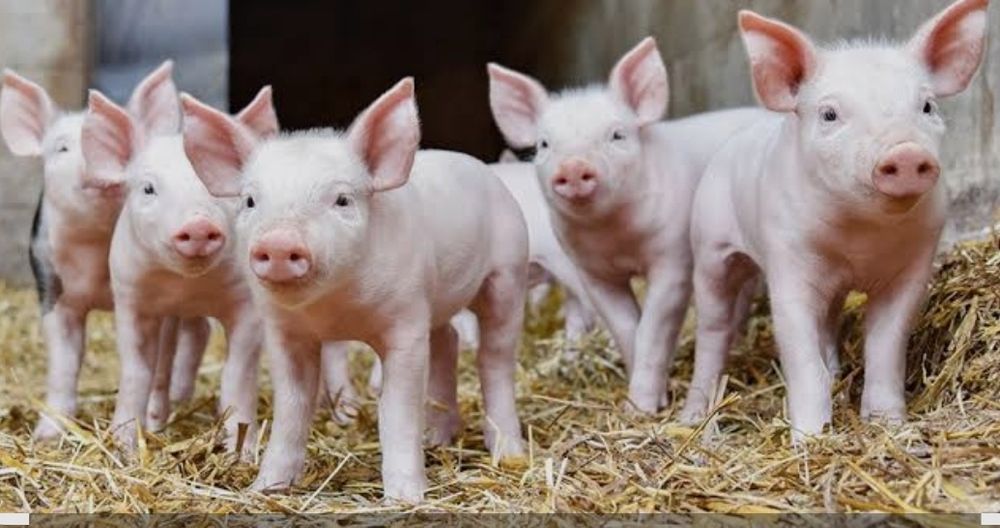 Prosięta na sprzedaż