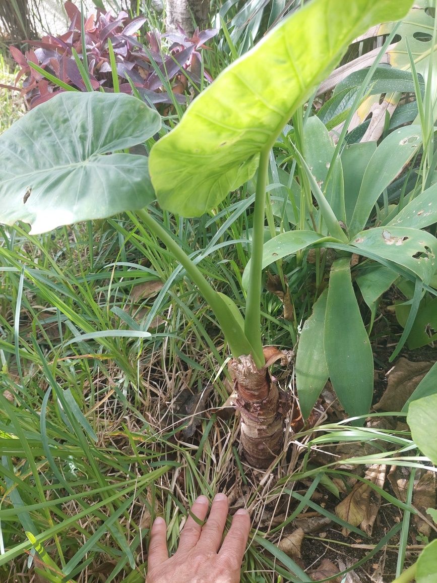 Alocasia Macrorrhiza (Folhas gigantes)