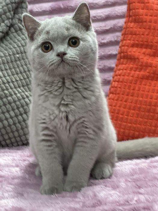 Kot Brytyjski  krótkowłosy