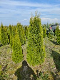 Duże Thuja Smaragd do 2m za 80 zł promocja super cena