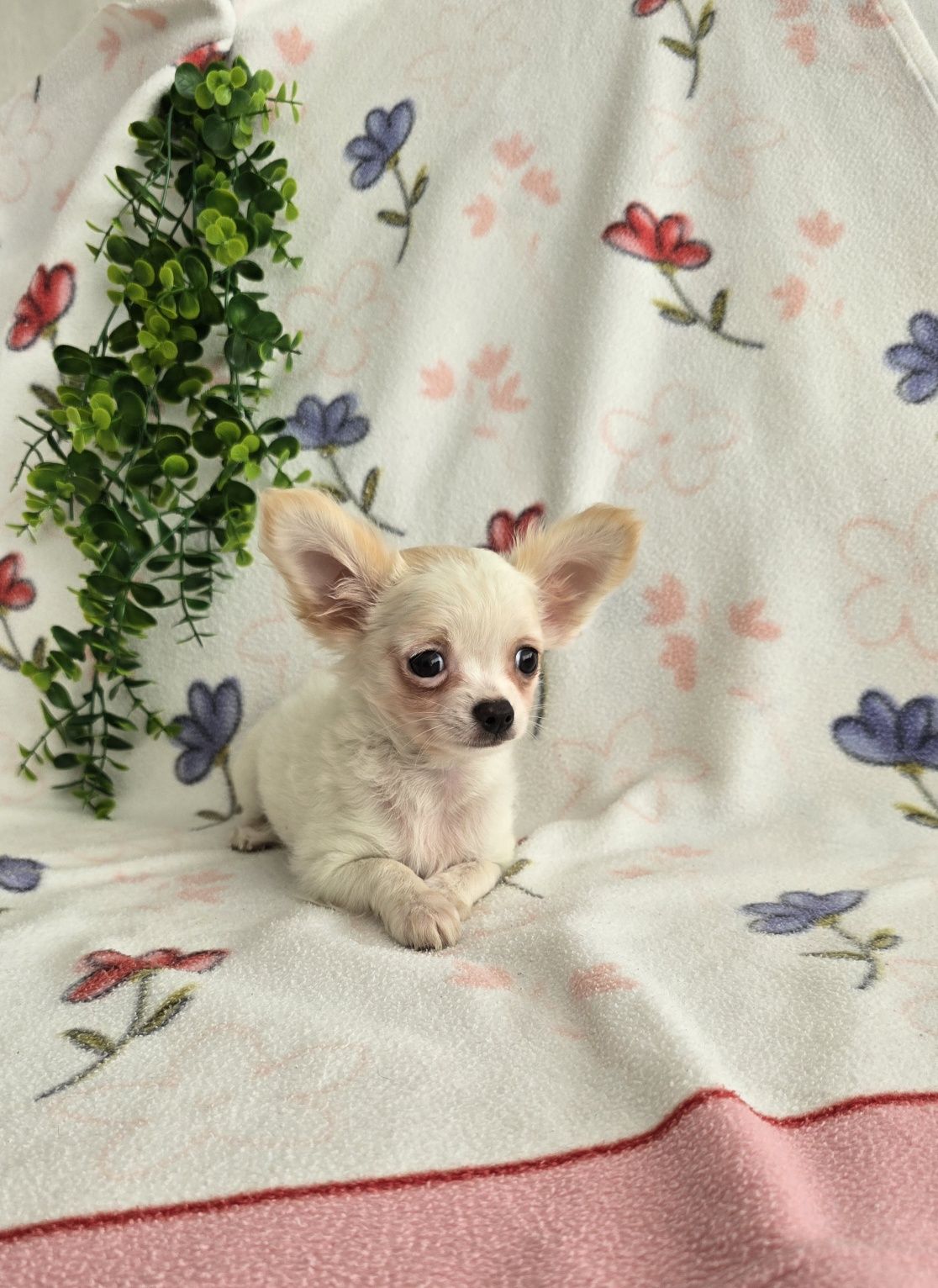 Mini Tesourinho semi pelo Chihuahua/Chiuaua LinhagemRussa. Qualidade