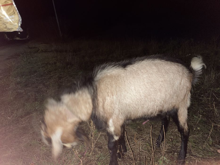 Продам цапа англо-нубієць