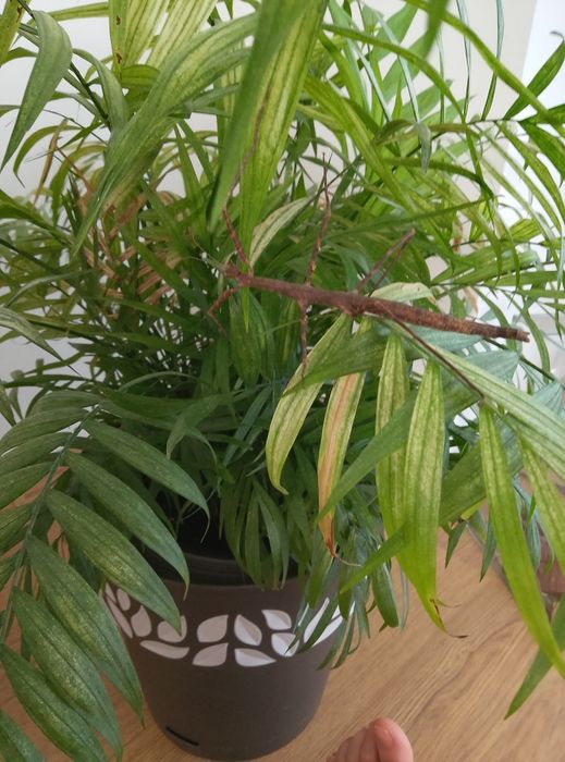 Oddam młode patyczaki
