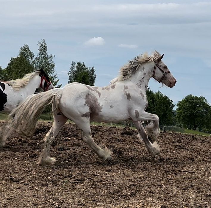 Walach Tinker , irish cob