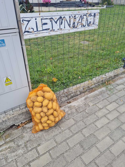 Młode ziemniaki odmiana Gala