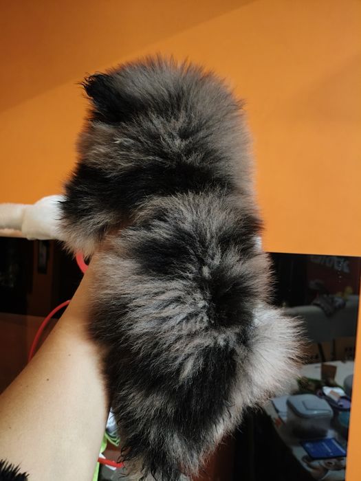 Spitz alemão fêmea Merle