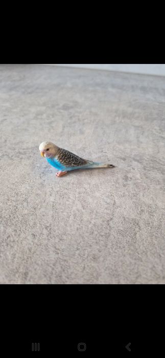 Schleich Papuga błękitna papużka falista 14409