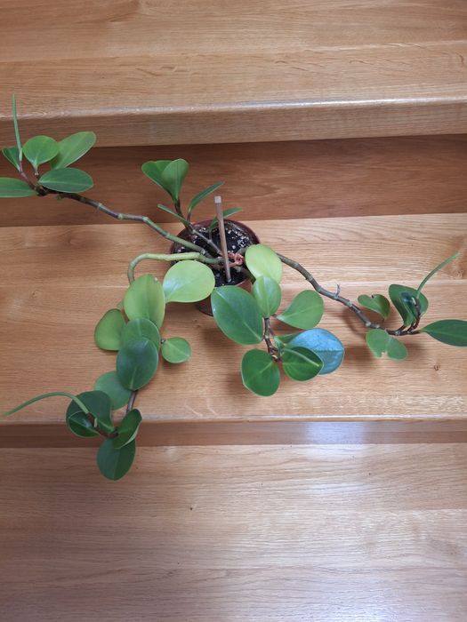 Kwiat  doniczkowy peperomia