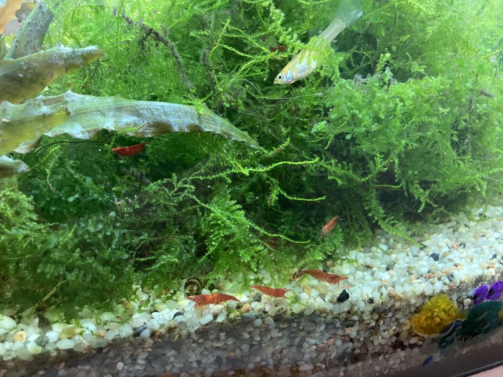 Krewetki Red Cherry