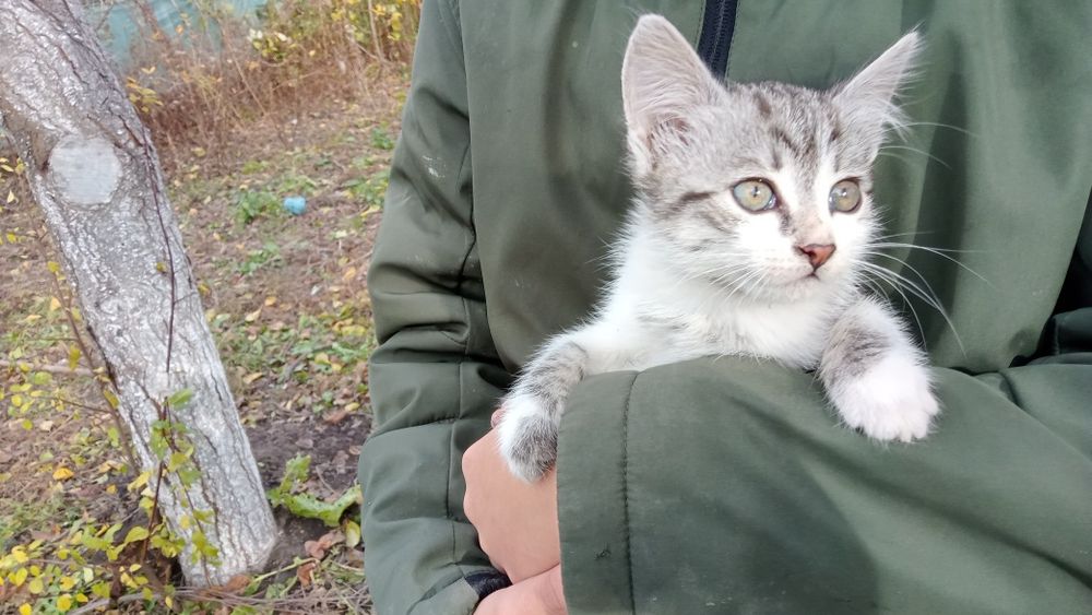 Кошеня в добрі руки