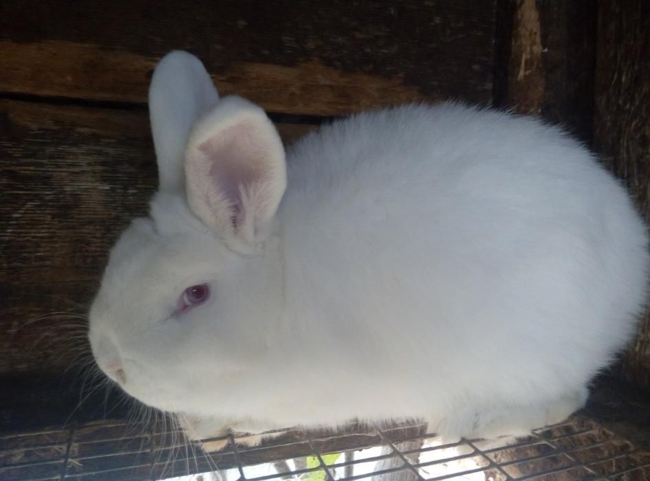 Самки и самцы НЗБ . Новозеландские белые кролики .