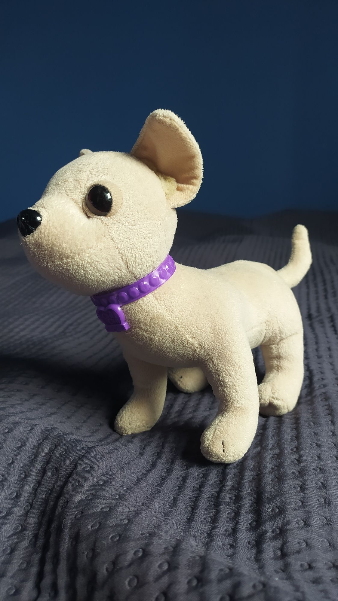 Piesek Chi Chi Love z torbą chihuahua